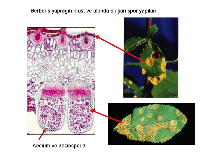 Berberis yaprağının üst ve altında oluşan spor yapıları Aecium ve aeciosporlar 