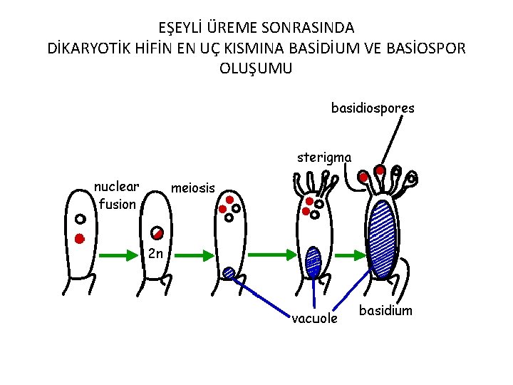 EŞEYLİ ÜREME SONRASINDA DİKARYOTİK HİFİN EN UÇ KISMINA BASİDİUM VE BASİOSPOR OLUŞUMU 