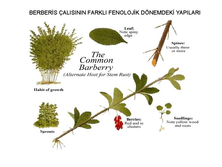 BERBERİS ÇALISININ FARKLI FENOLOJİK DÖNEMDEKİ YAPILARI 