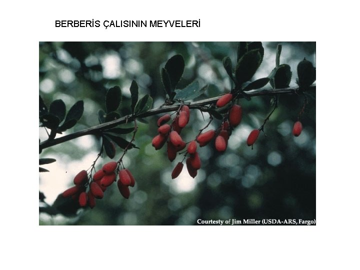 BERBERİS ÇALISININ MEYVELERİ 
