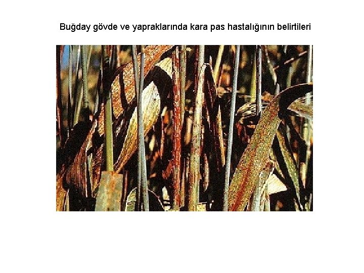 Buğday gövde ve yapraklarında kara pas hastalığının belirtileri 