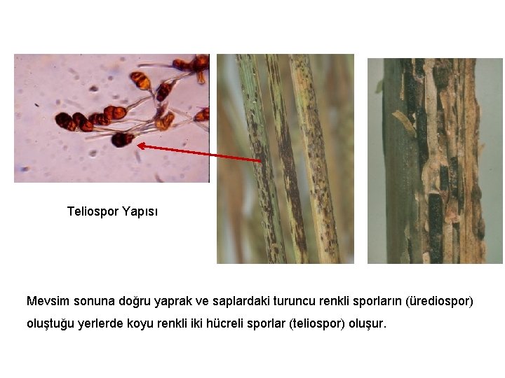 Teliospor Yapısı Mevsim sonuna doğru yaprak ve saplardaki turuncu renkli sporların (ürediospor) oluştuğu yerlerde