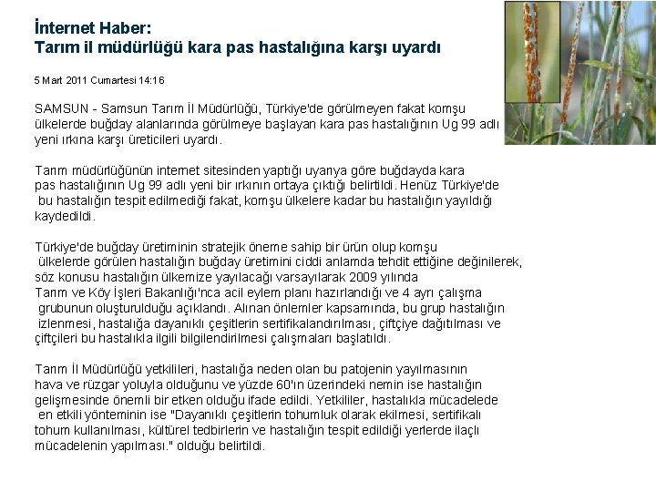 İnternet Haber: Tarım il müdürlüğü kara pas hastalığına karşı uyardı 5 Mart 2011 Cumartesi
