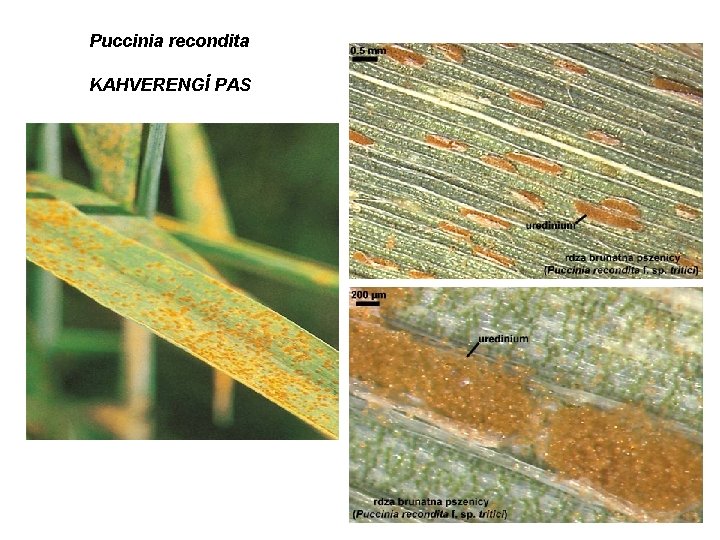 Puccinia recondita KAHVERENGİ PAS 