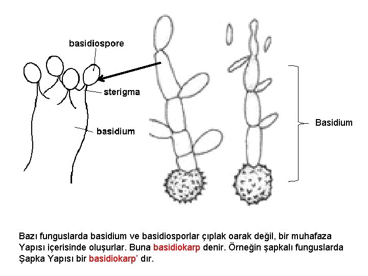 Basidium Bazı funguslarda basidium ve basidiosporlar çıplak oarak değil, bir muhafaza Yapısı içerisinde oluşurlar.