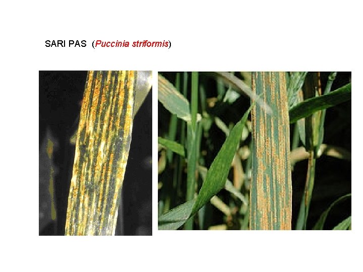 SARI PAS (Puccinia striformis) 