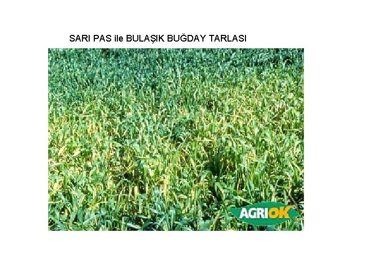 SARI PAS ile BULAŞIK BUĞDAY TARLASI 