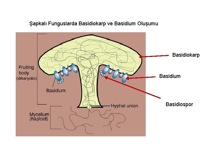 Şapkalı Funguslarda Basidiokarp ve Basidium Oluşumu Basidiokarp Basidium Basidiospor 