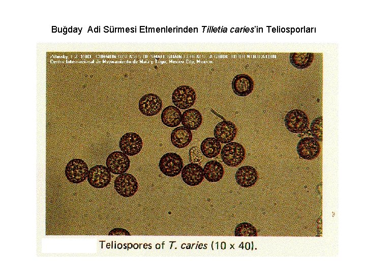 Buğday Adi Sürmesi Etmenlerinden Tilletia caries’in Teliosporları 