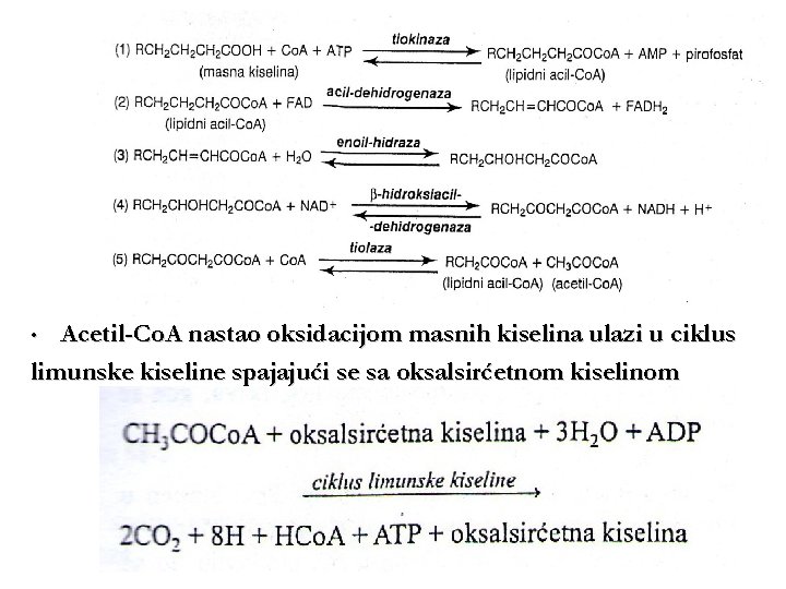 Acetil-Co. A nastao oksidacijom masnih kiselina ulazi u ciklus limunske kiseline spajajući se sa