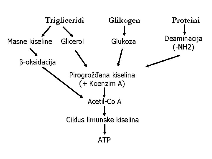 Trigliceridi Masne kiseline Glikogen Glukoza Glicerol β-oksidacija Pirogrožđana kiselina (+ Koenzim A) Acetil-Co A