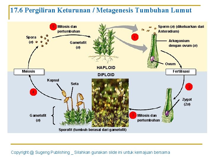 17. 6 Pergiliran Keturunan / Metagenesis Tumbuhan Lumut 5 Mitosis dan pertumbuhan Sperm (n)