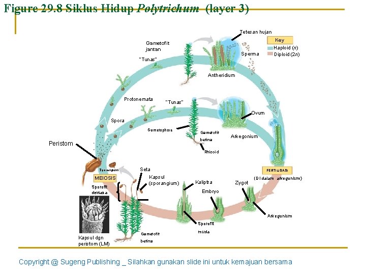 Figure 29. 8 Siklus Hidup Polytrichum (layer 3) Tetesan hujan Gametofit jantan Sperma “Tunas”