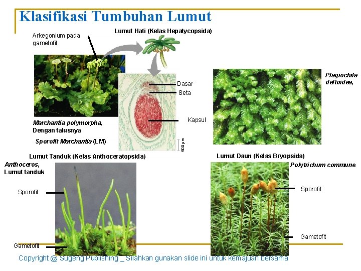 Klasifikasi Tumbuhan Lumut Arkegonium pada gametofit Lumut Hati (Kelas Hepatycopsida) Plagiochila deltoidea, Dasar Seta