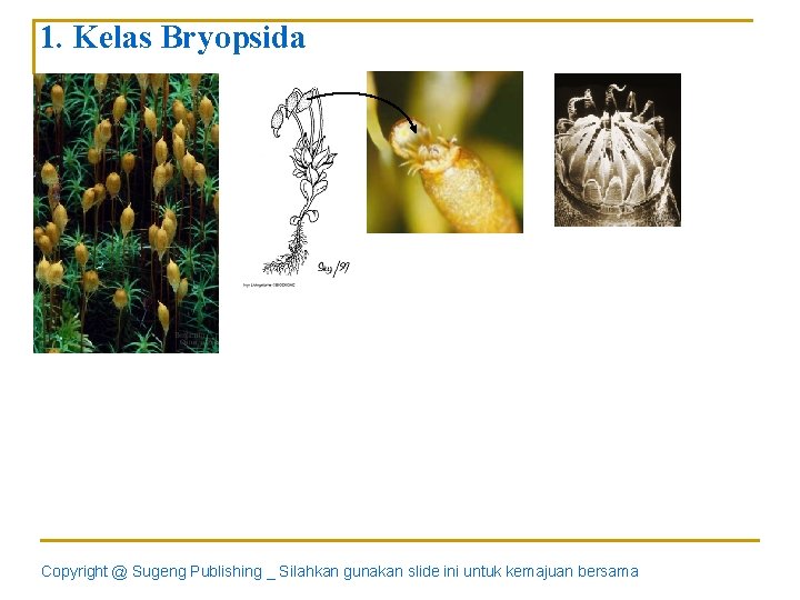 1. Kelas Bryopsida Copyright @ Sugeng Publishing _ Silahkan gunakan slide ini untuk kemajuan