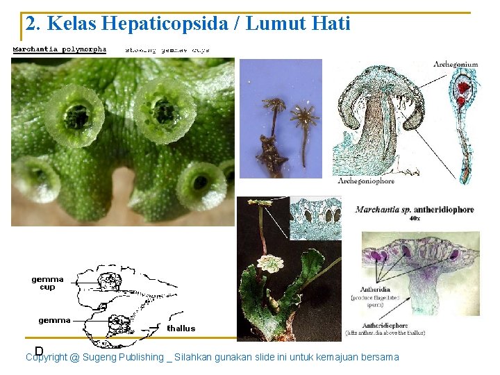 2. Kelas Hepaticopsida / Lumut Hati Copyright @ Sugeng Publishing _ Silahkan gunakan slide