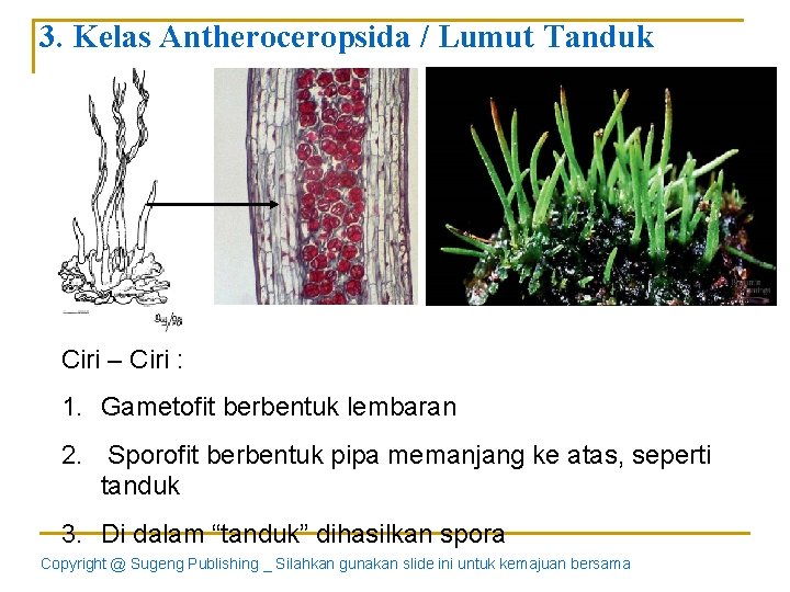 3. Kelas Antheroceropsida / Lumut Tanduk Ciri – Ciri : 1. Gametofit berbentuk lembaran