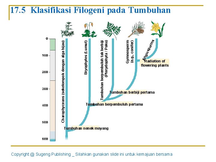 s sp erm gio An Gymnosperm (e. g. , conifer) Tumbuhan berpembuluh tak berbiji