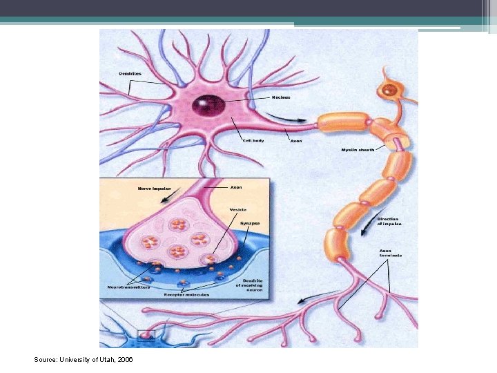 Source: University of Utah, 2006 