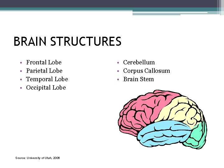 BRAIN STRUCTURES • • Frontal Lobe Parietal Lobe Temporal Lobe Occipital Lobe Source: University