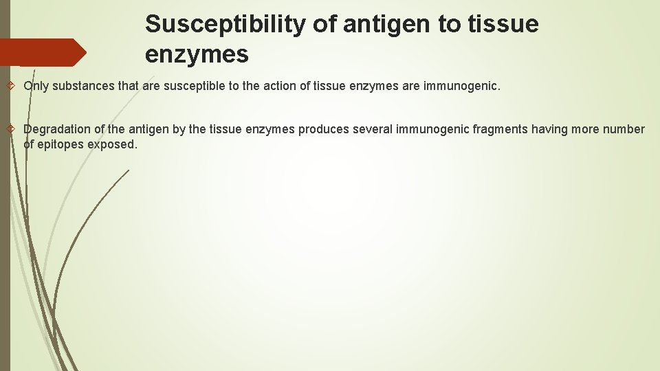 Susceptibility of antigen to tissue enzymes Only substances that are susceptible to the action
