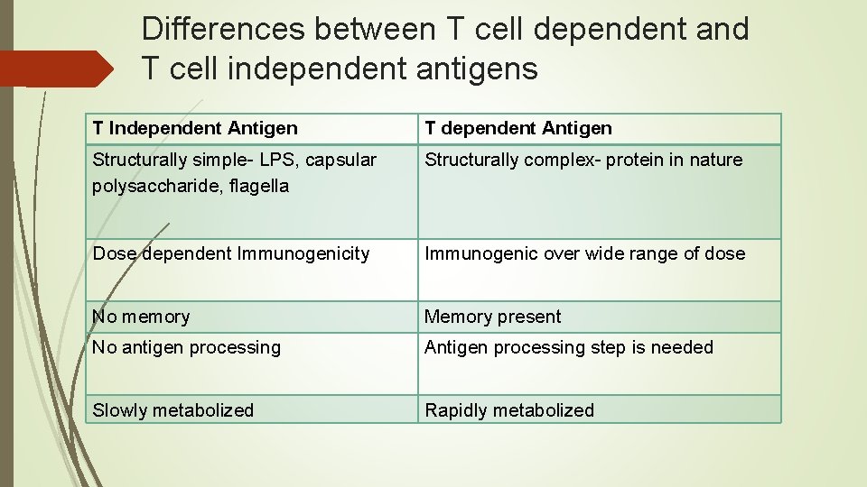 Differences between T cell dependent and T cell independent antigens T Independent Antigen T