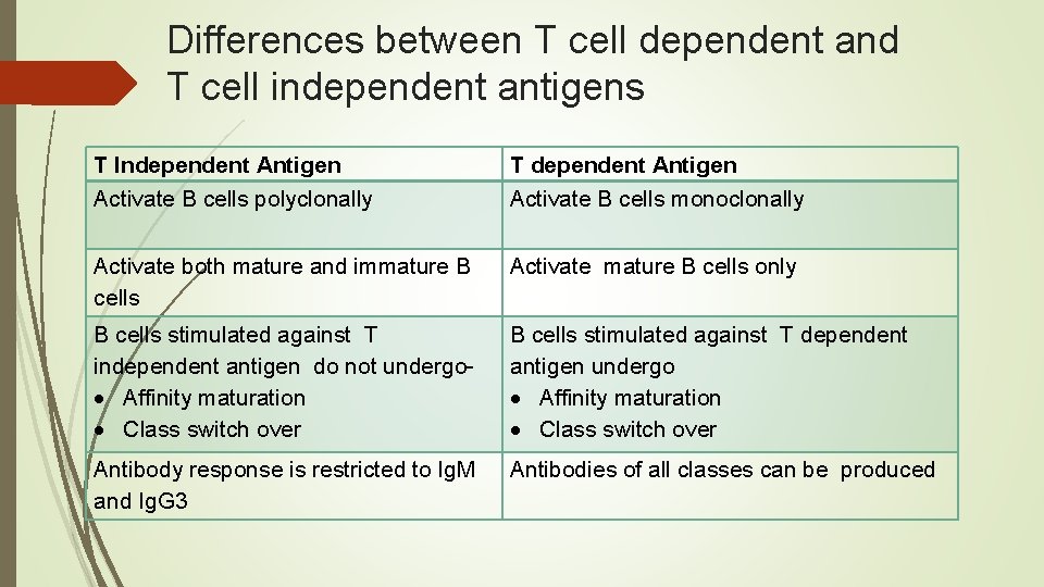 Differences between T cell dependent and T cell independent antigens T Independent Antigen Activate