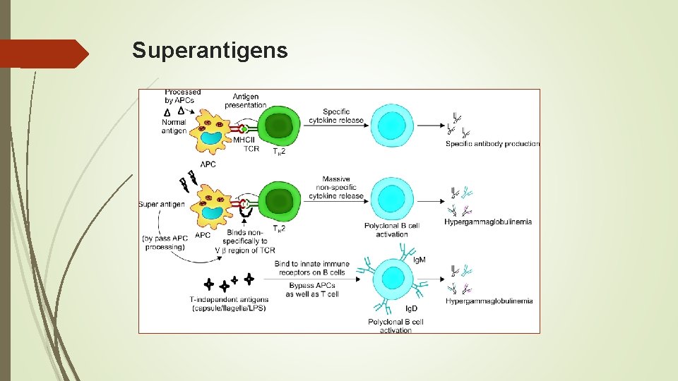 Superantigens 