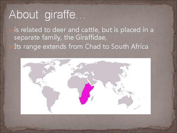About giraffe… is related to deer and cattle, but is placed in a separate