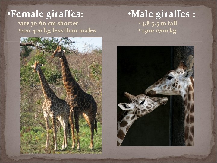  • Female giraffes: • are 30 -60 cm shorter • 200 -400 kg