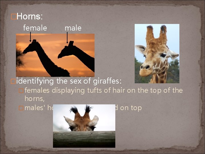 �Horns: female �identifying the sex of giraffes: � females displaying tufts of hair on