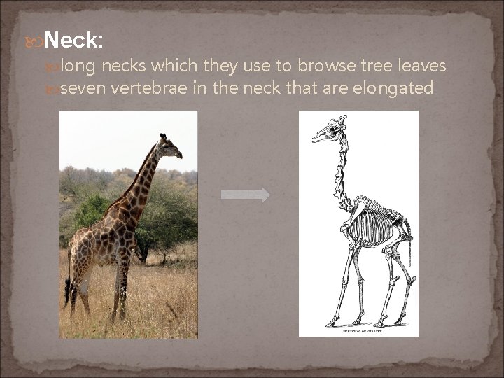  Neck: long necks which they use to browse tree leaves seven vertebrae in