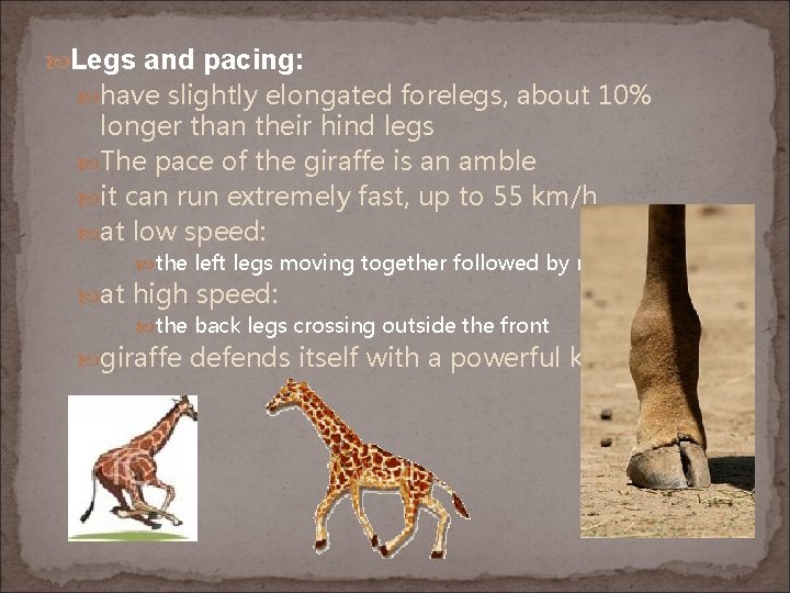  Legs and pacing: have slightly elongated forelegs, about 10% longer than their hind
