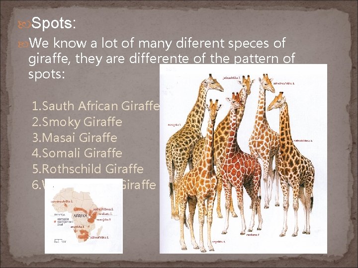  Spots: We know a lot of many diferent speces of giraffe, they are
