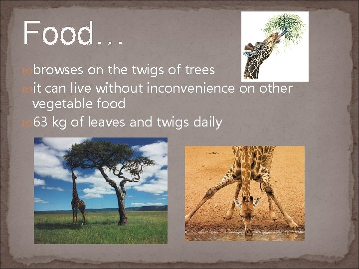 Food… browses on the twigs of trees it can live without inconvenience on other