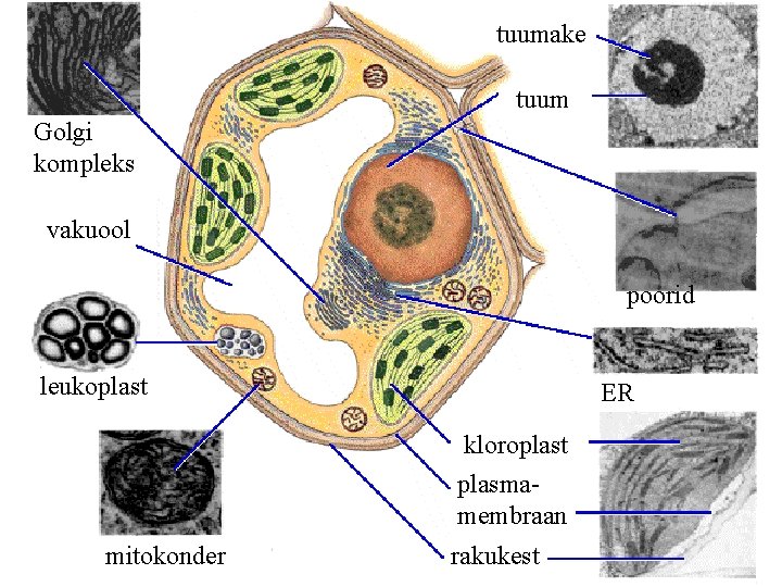 tuumake tuum Golgi kompleks vakuool poorid leukoplast ER kloroplast plasmamembraan mitokonder rakukest 