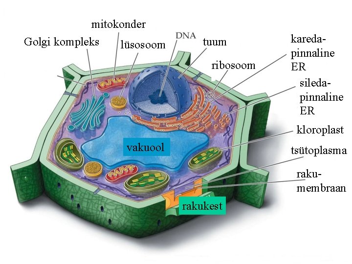 mitokonder Golgi kompleks lüsosoom tuum ribosoom karedapinnaline ER siledapinnaline ER kloroplast vakuool tsütoplasma rakumembraan