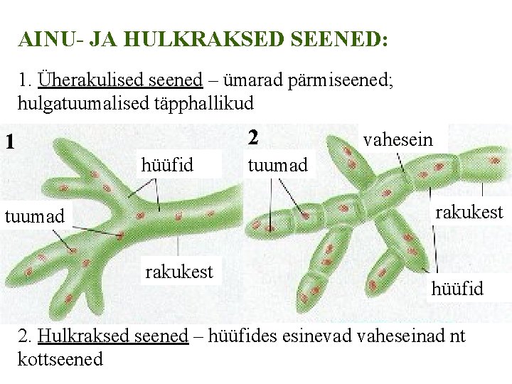 AINU- JA HULKRAKSED SEENED: 1. Üherakulised seened – ümarad pärmiseened; hulgatuumalised täpphallikud 2 1