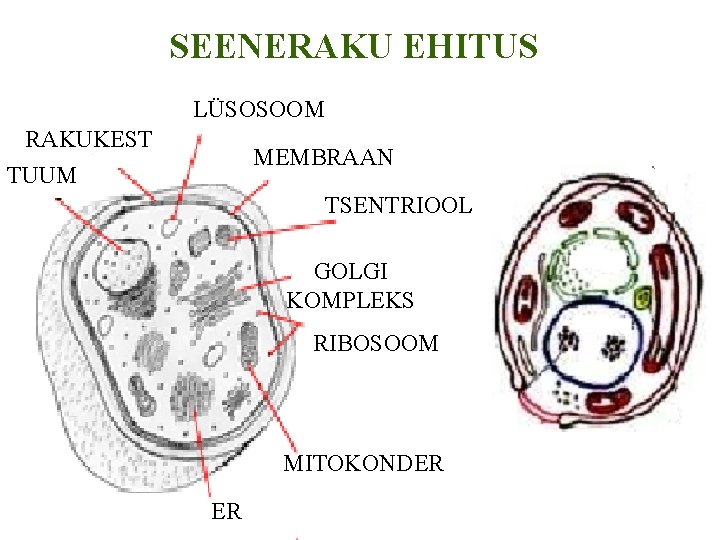 SEENERAKU EHITUS LÜSOSOOM RAKUKEST MEMBRAAN TUUM TSENTRIOOL GOLGI KOMPLEKS RIBOSOOM MITOKONDER ER 