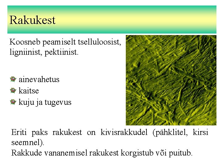 Rakukest Koosneb peamiselt tselluloosist, ligniinist, pektiinist. ainevahetus kaitse kuju ja tugevus Eriti paks rakukest