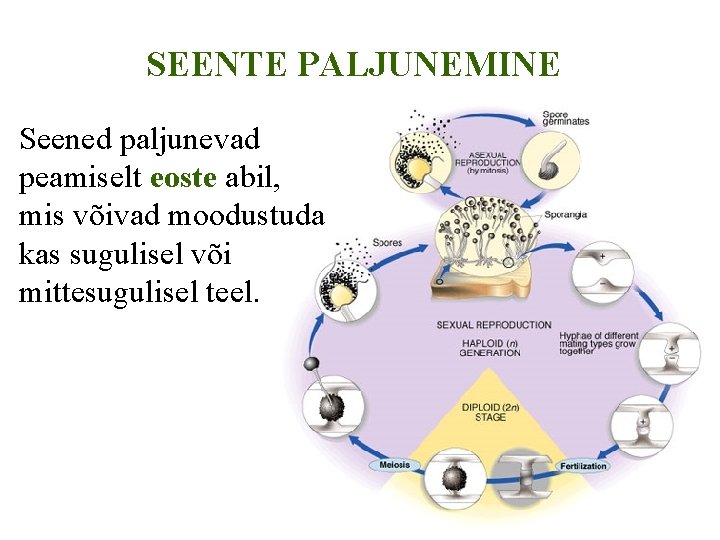 SEENTE PALJUNEMINE Seened paljunevad peamiselt eoste abil, mis võivad moodustuda kas sugulisel või mittesugulisel