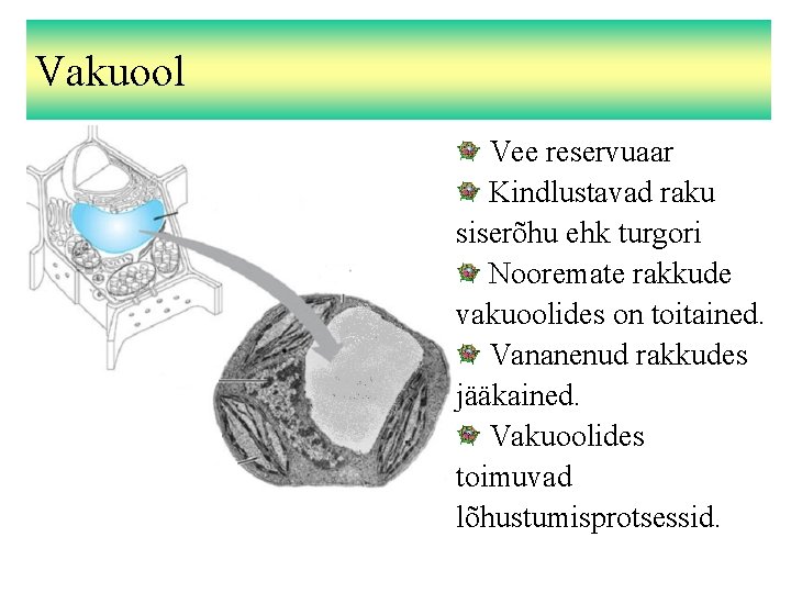 Vakuool Vee reservuaar Kindlustavad raku siserõhu ehk turgori Nooremate rakkude vakuoolides on toitained. Vananenud