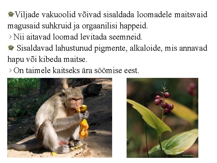 Viljade vakuoolid võivad sisaldada loomadele maitsvaid magusaid suhkruid ja orgaanilisi happeid. Nii aitavad loomad