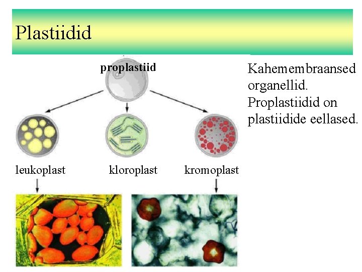 Plastiidid proplastiid leukoplast kloroplast Kahemembraansed organellid. Proplastiidid on plastiidide eellased. kromoplast 