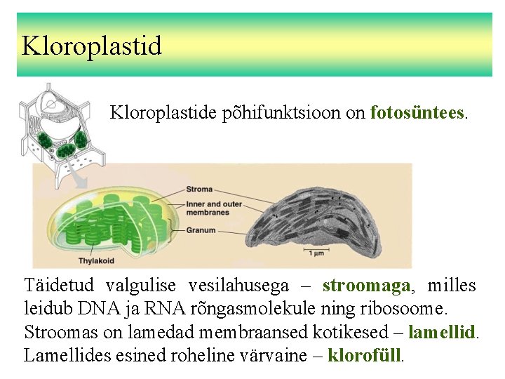 Kloroplastide põhifunktsioon on fotosüntees. Täidetud valgulise vesilahusega – stroomaga, milles leidub DNA ja RNA