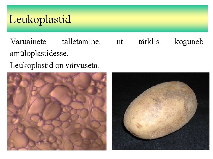 Leukoplastid Varuainete talletamine, amüloplastidesse. Leukoplastid on värvuseta. nt tärklis koguneb 