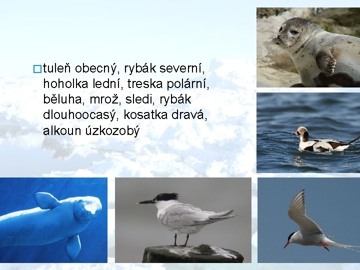 � tuleň obecný, rybák severní, hoholka lední, treska polární, běluha, mrož, sledi, rybák dlouhoocasý,