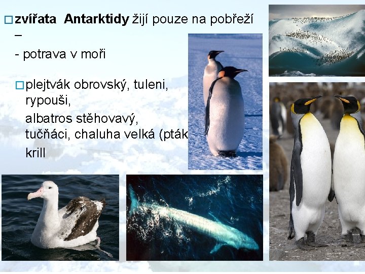 � zvířata Antarktidy žijí pouze na pobřeží – - potrava v moři � plejtvák