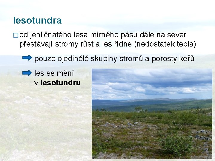 lesotundra � od jehličnatého lesa mírného pásu dále na sever přestávají stromy růst a