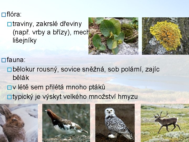 � flóra: � traviny, zakrslé dřeviny (např. vrby a břízy), mechy, lišejníky � fauna: